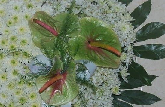 Flores para funerais