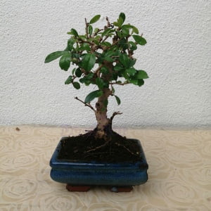 Bonsai