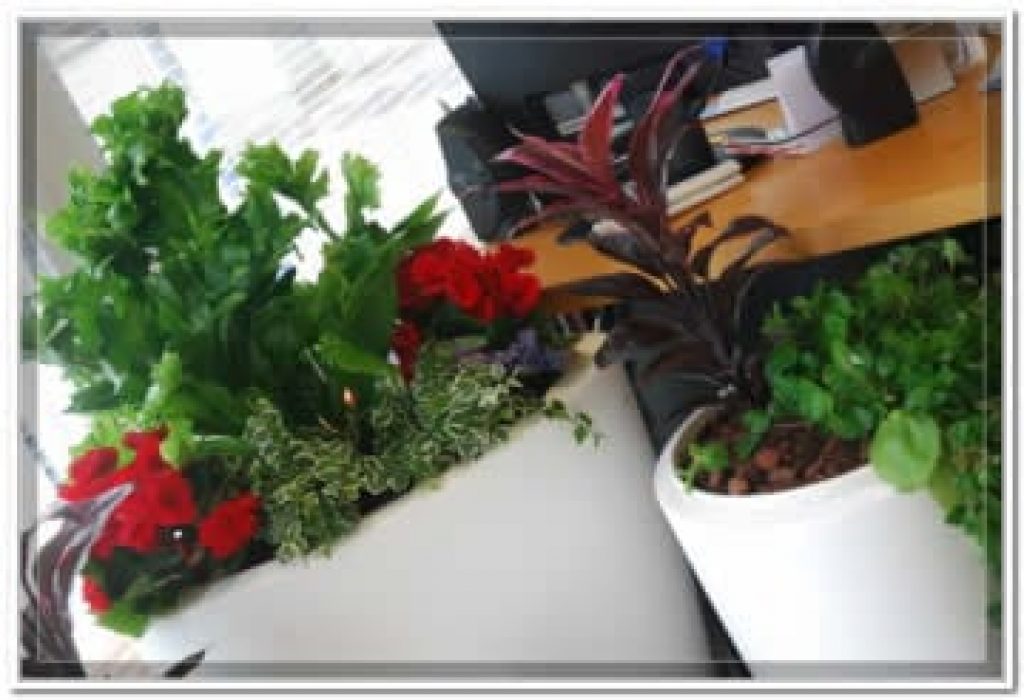 doceflor florista empresas4