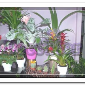 Plantas diversas