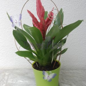 Guzmania