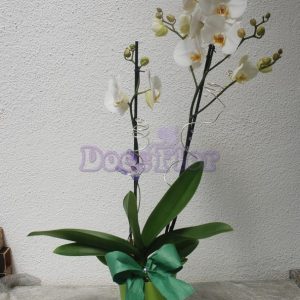 Phalaenopsis